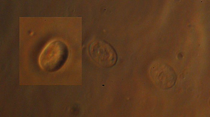 Radulomyces confluens